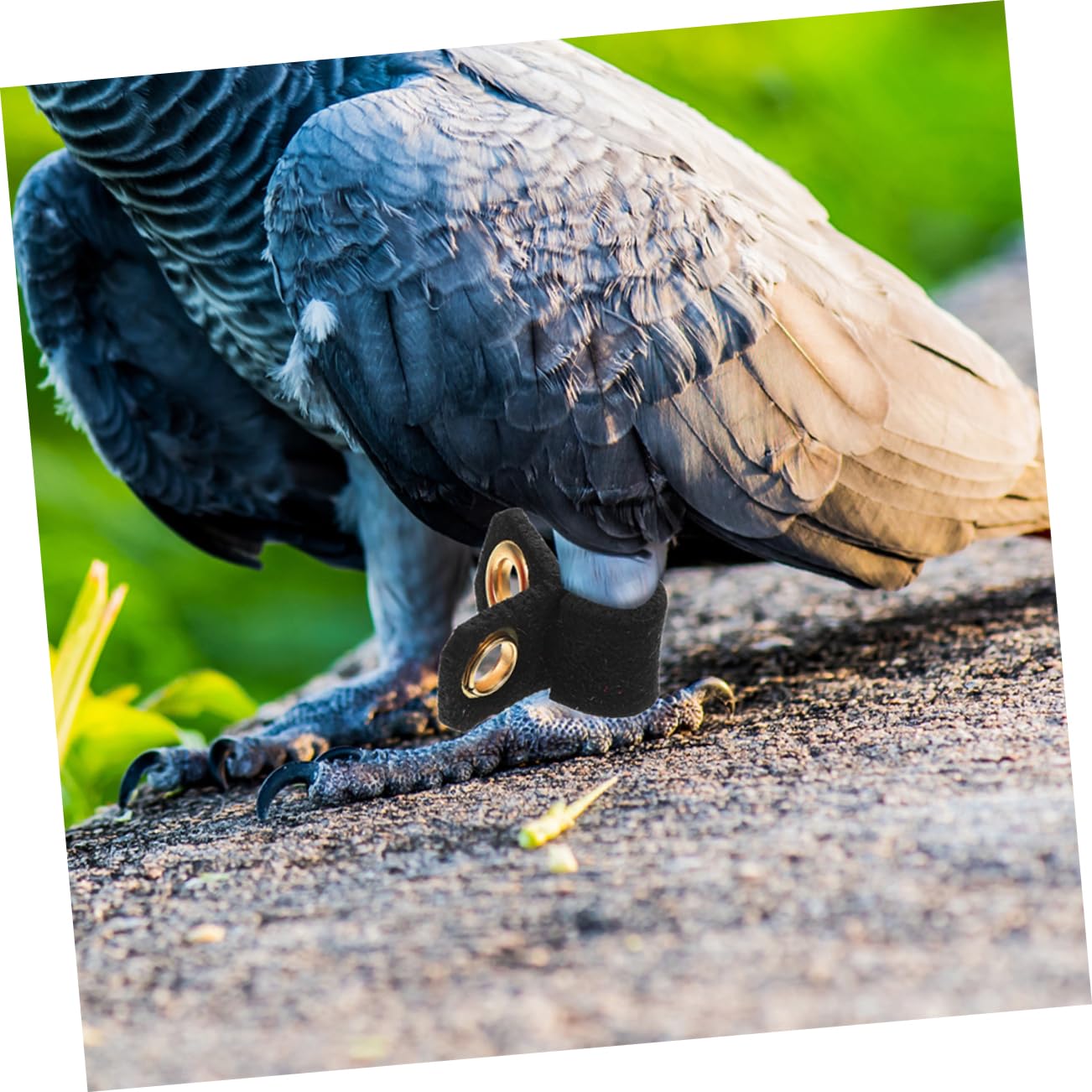 Anelli Zampa Apri Anelli Per Zampe Uccelli - Con Apertura A Scatto - Per Pappagalli E Piccoli Volatili Identificazione Pappagalli