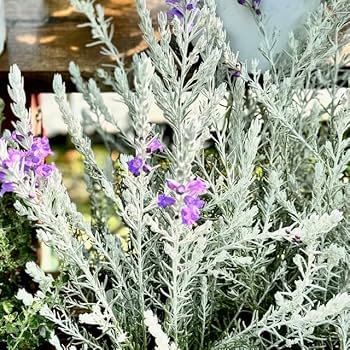 シルバーりーふ 71YlhTozuQL._UF350,350_QL80_.jpg