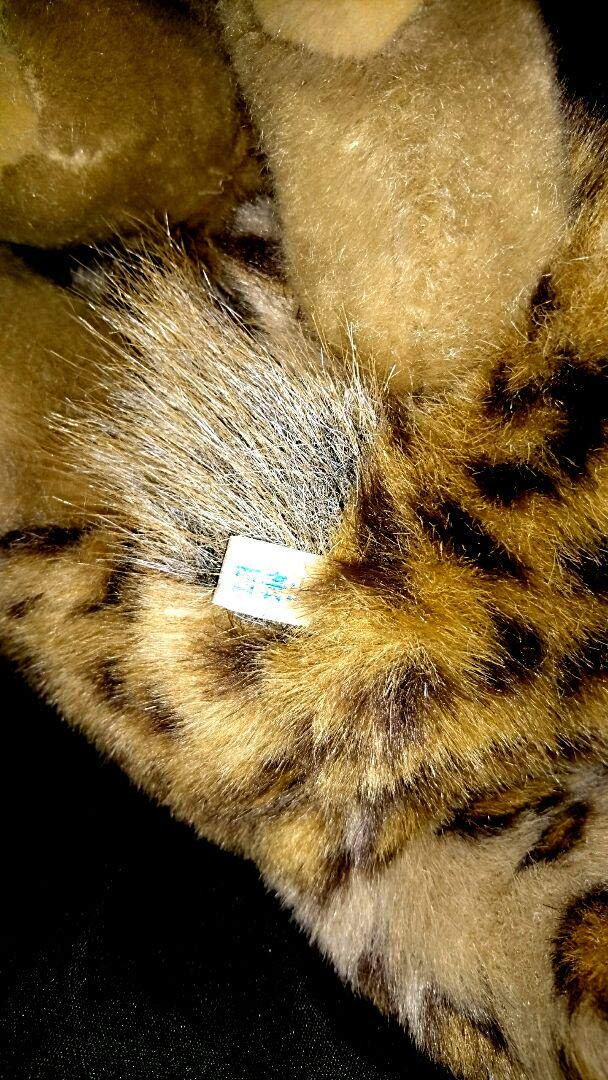Amazon.co.jp: 西表島 西表山猫 イリオモテヤマネコ ねこ 猫 