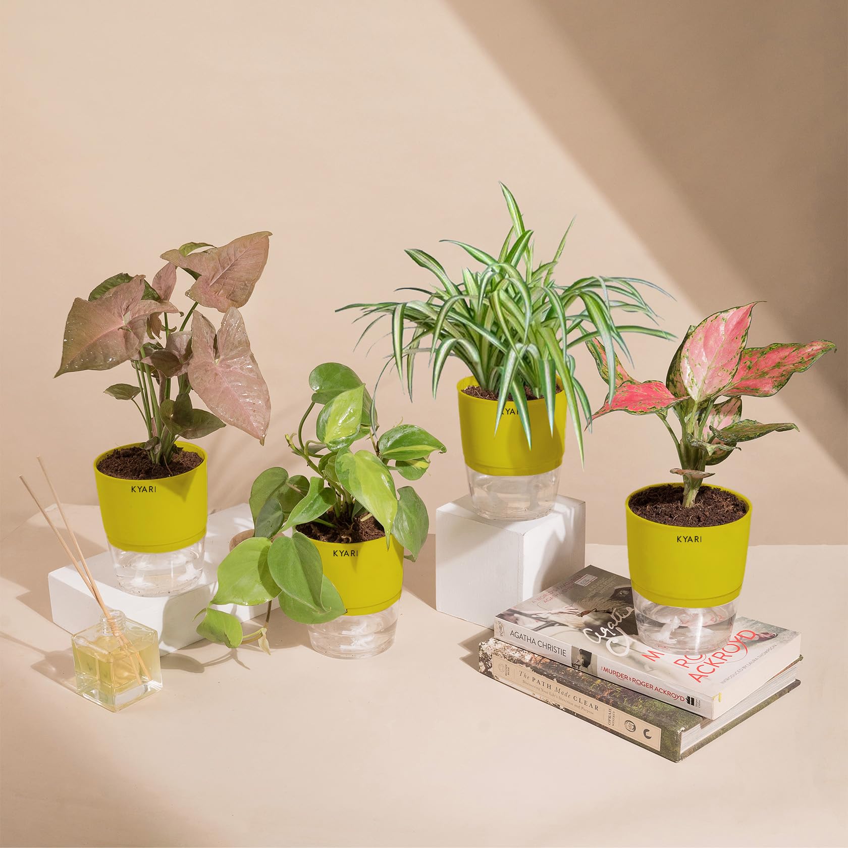KYARI Syngonium Pink-Aglaonema Pink-Money v-Spider Combo of 4 Indoor Plants for Living Room | Live Plants | Plants with Green Pot for Home Air purifier plants | Plants for Home Decor & Garden (B0CHYXM557) Amazon Price History, Amazon Price Tracker