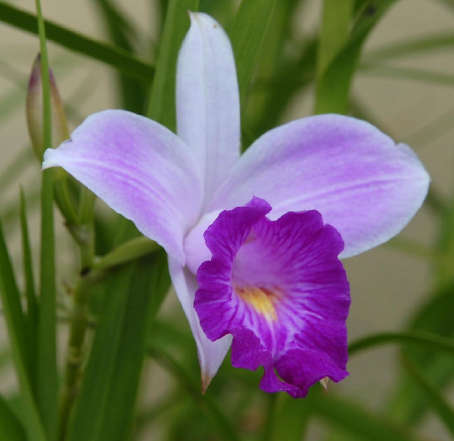 Fragrant Hawaiian Bamboo Orchid Bulbs - 5 Pack Live Flowering Plants (10 Roots Total) - Purple Pink White Blooms
