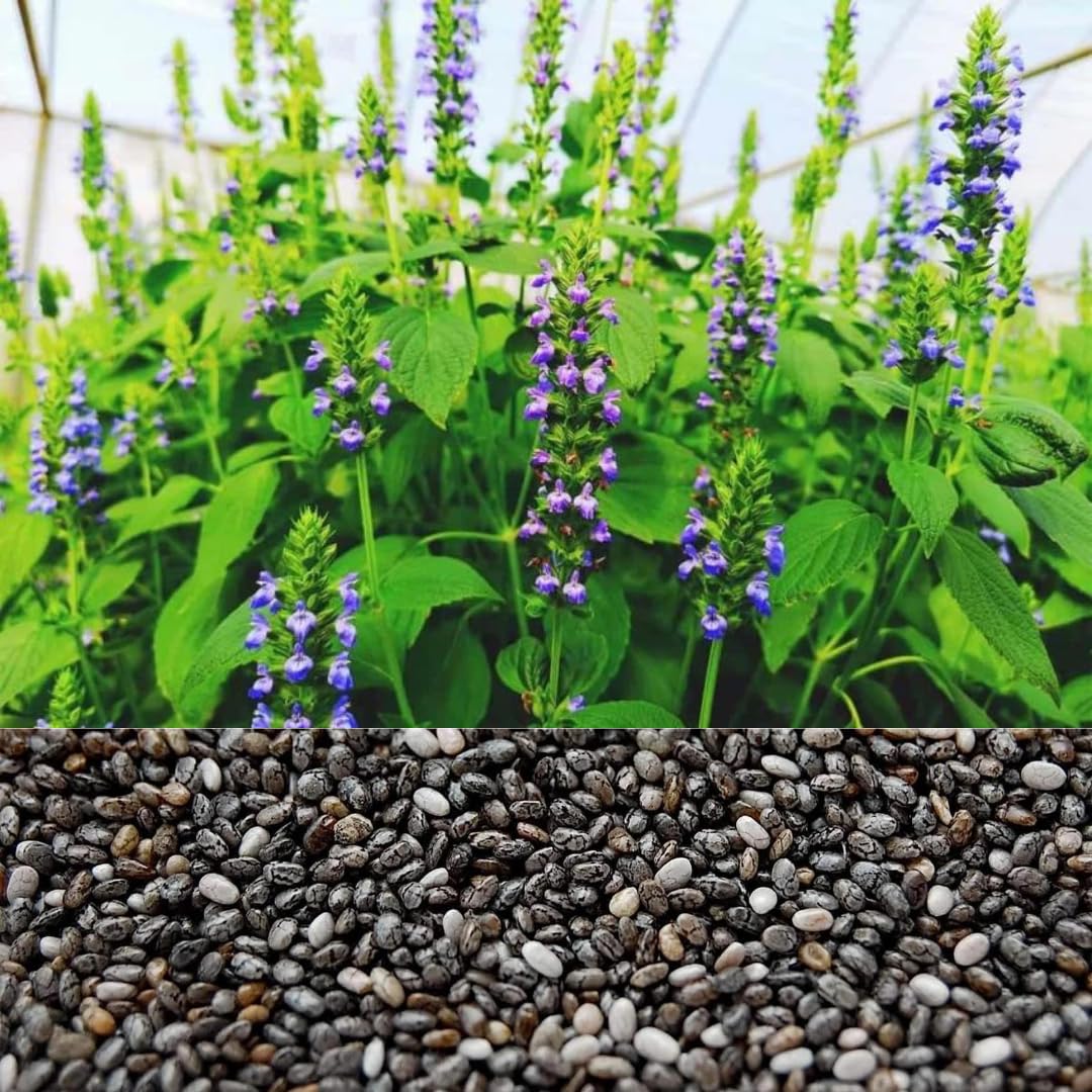 Chia Seeds for Sowing & Cultivation