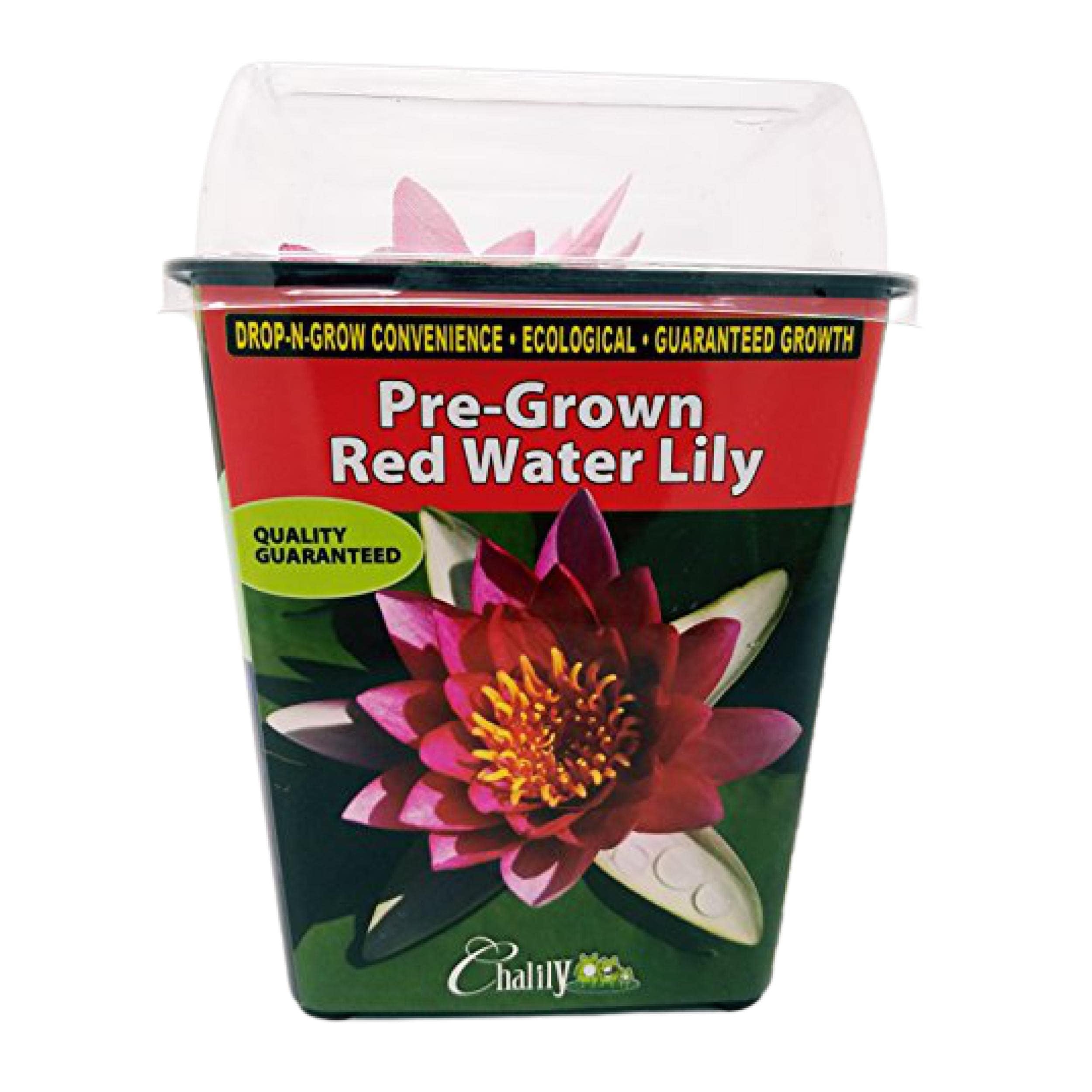 Ninfea viva, resistente e pre-cresciuta, pre-radicata, resistente, per il tuo laghetto o patio giardino d'acqua | Drop-N-Grow Convenienza - Rosso