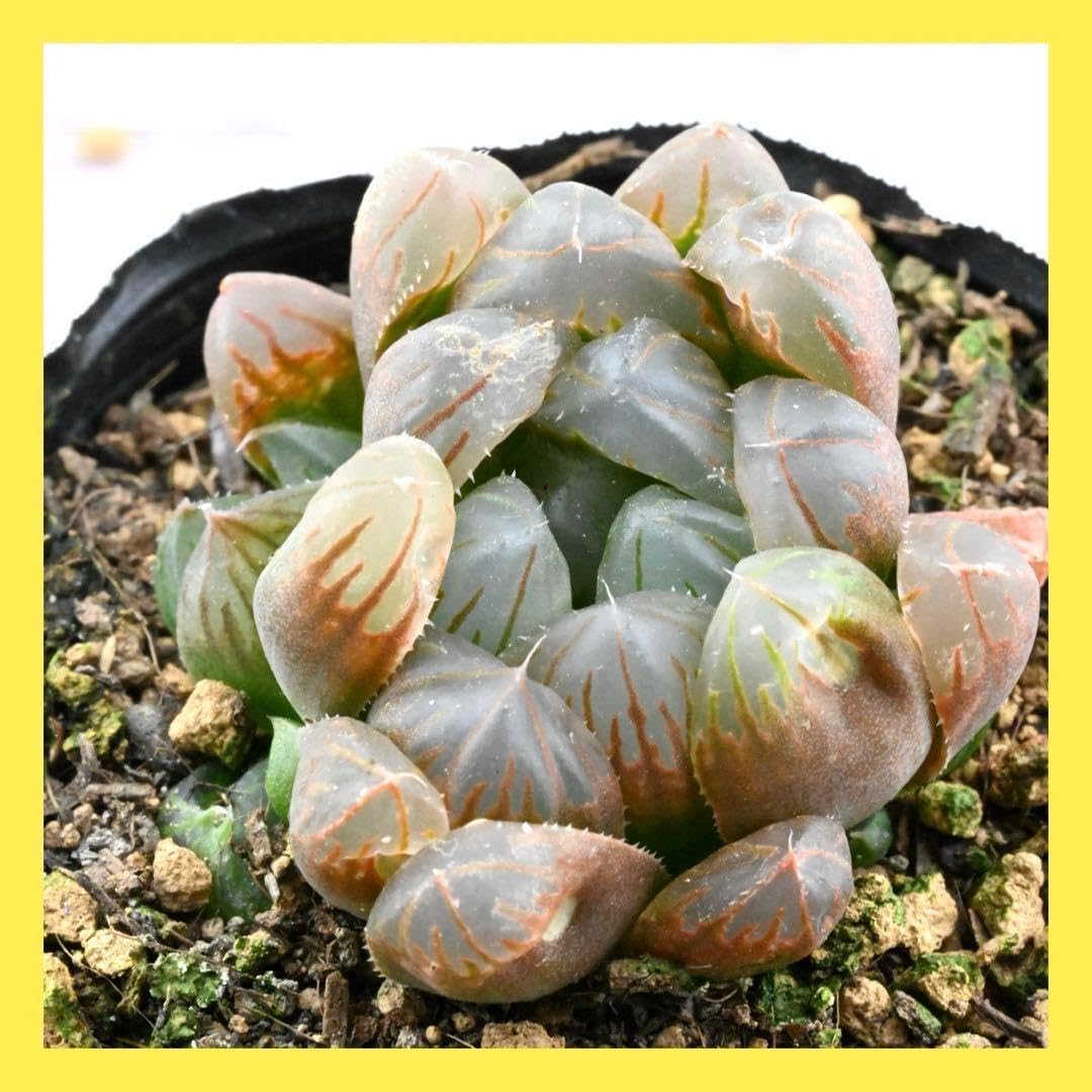 パープルヘイズ カット苗 多肉植物 【公式通販】