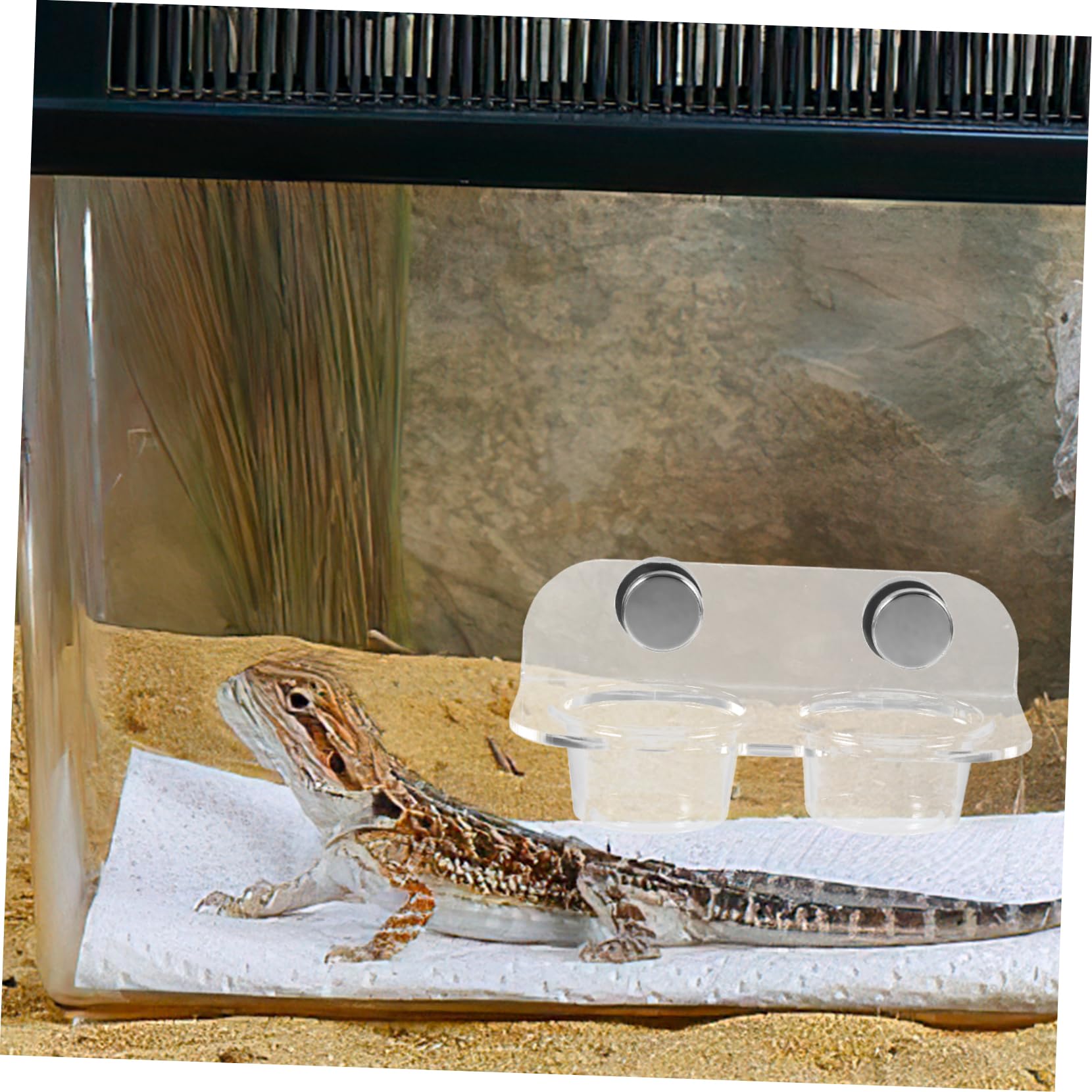 BESPORTBLE 5juegos Comedero Magnético para Reptiles Alimentador De Agua y Comida para Geckos y Tortugas Tazón Duradero y Fácil De Limpiar para Reptiles Pequeños y Arañas