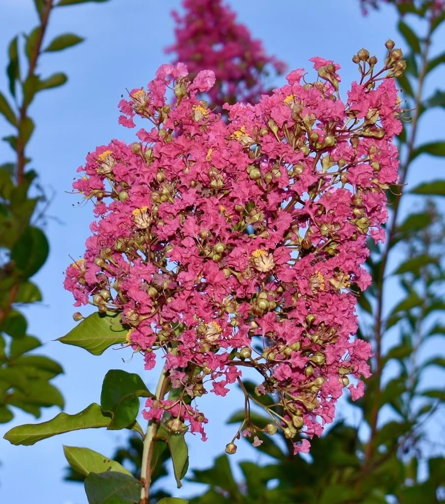 Comanche Crape Myrtle ~ Majestic Dark Coral Pink Blooms & Dark Green Leaves on a Fast-Growing Medium Tree, Matures 16ft+ Tall & 10ft+ Wide, Ships 2-4ft Tall Well-Rooted in Pot w/Soil
