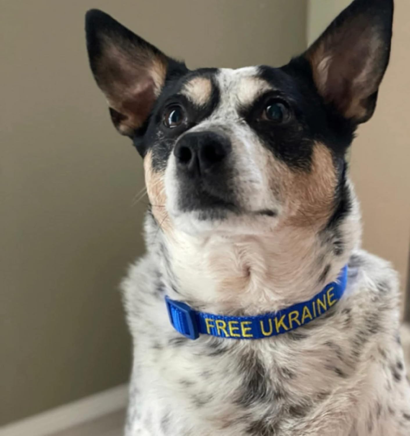 Handmade Free Ukraine Dog Collar - Soft Breathable I Stand with Ukraine Pet Collar - Perfect for Showing Ukraine Support-pet Lover-Anti-War Ukrainian Gifts (Medium [3/4 x 12-19"])