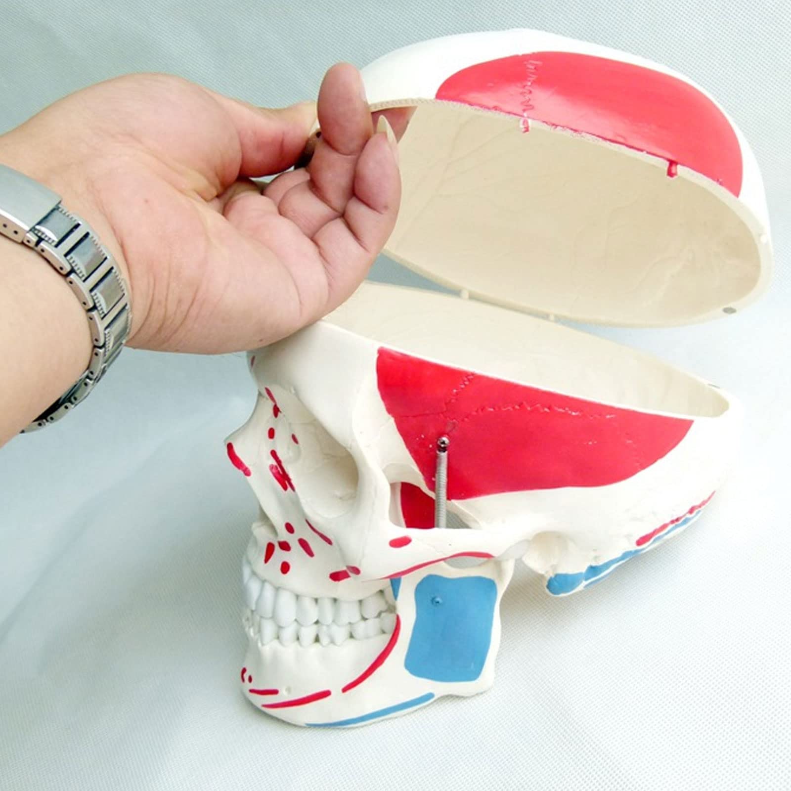 Model Czaszki W Rozmiarze Rzeczywistym, Szkielet Człowieka, Model Anatomiczny Z Wyjmowanym Materiałem Do Nauki