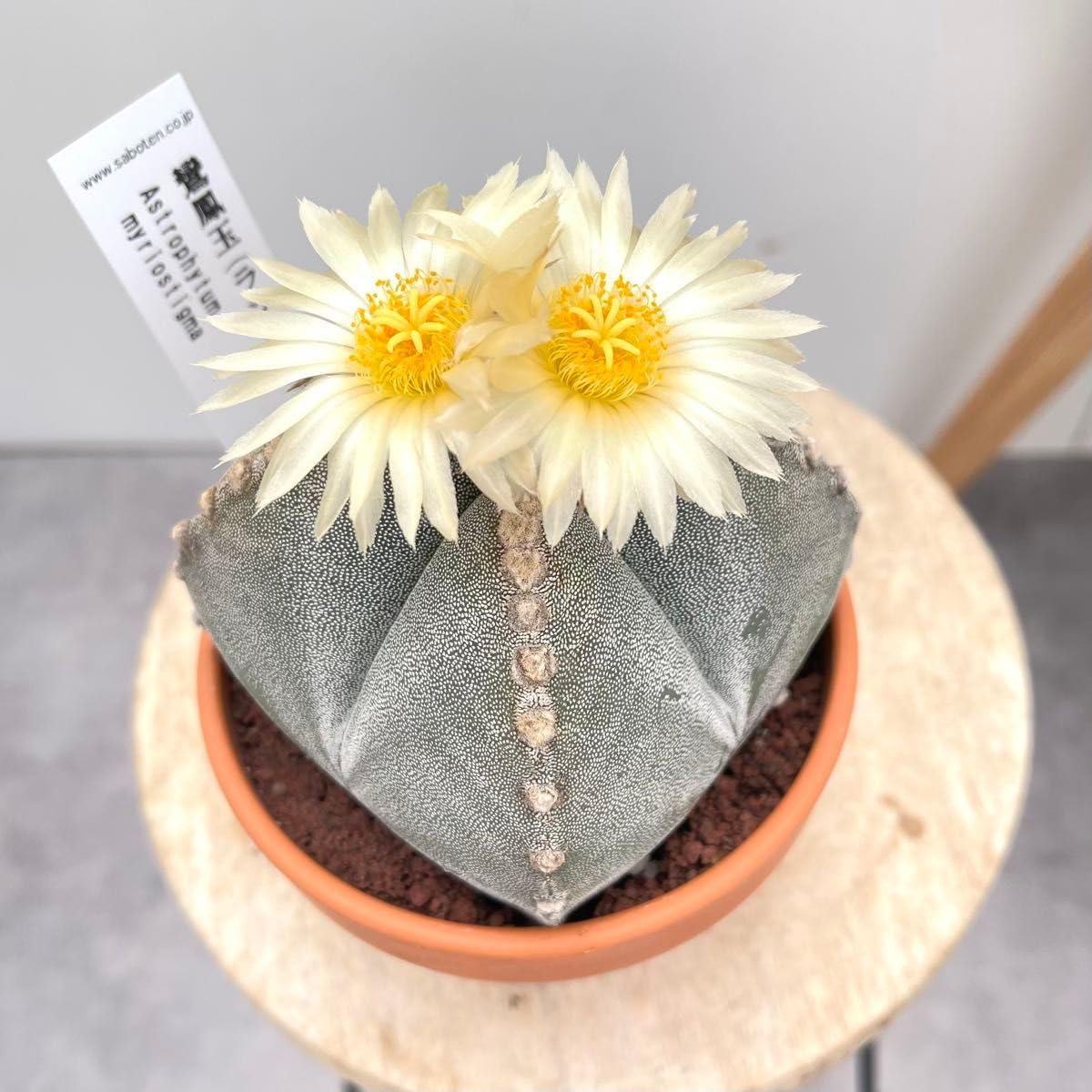 発根済｜万物想(芽吹き中)手乗りサイズ 鉢付き・塊根植物 【チレコドン