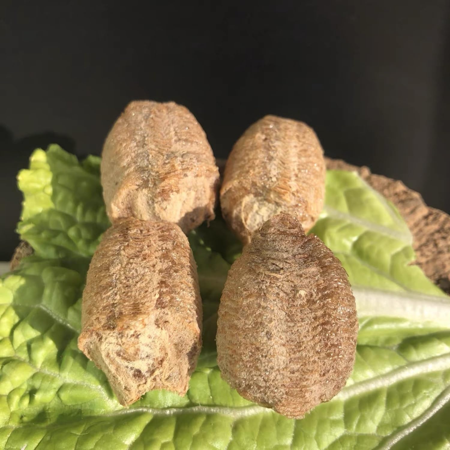 - Mantis Ootheca Set — Contains 5 Oothecae and an Incubation net