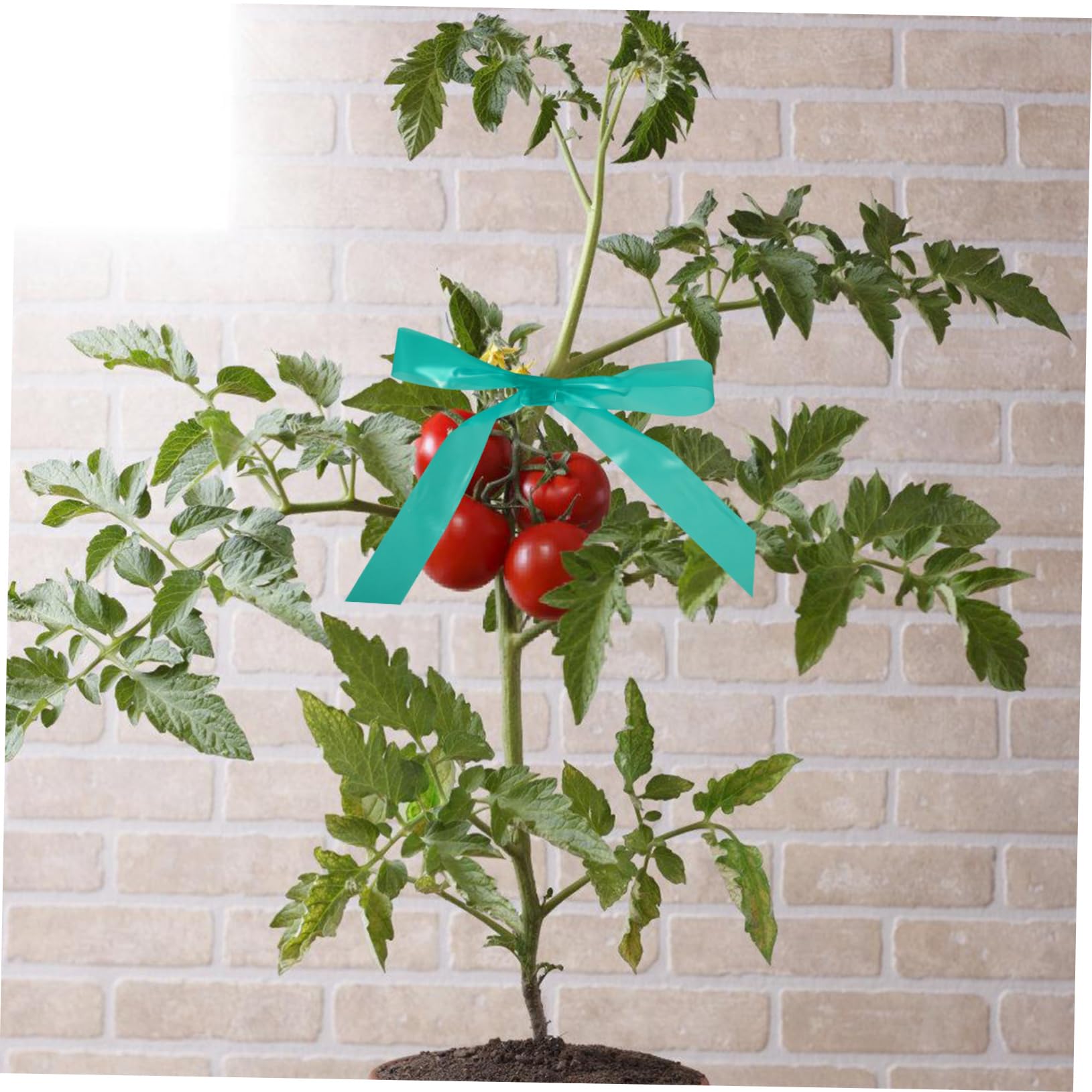 BESPORTBLE 5 Set di Nastri per Legare Le Piante da Giardino per Legare I Rami All'aperto Nastri Elastici E Robusti per Piantare per Giardinaggio 2 * 5