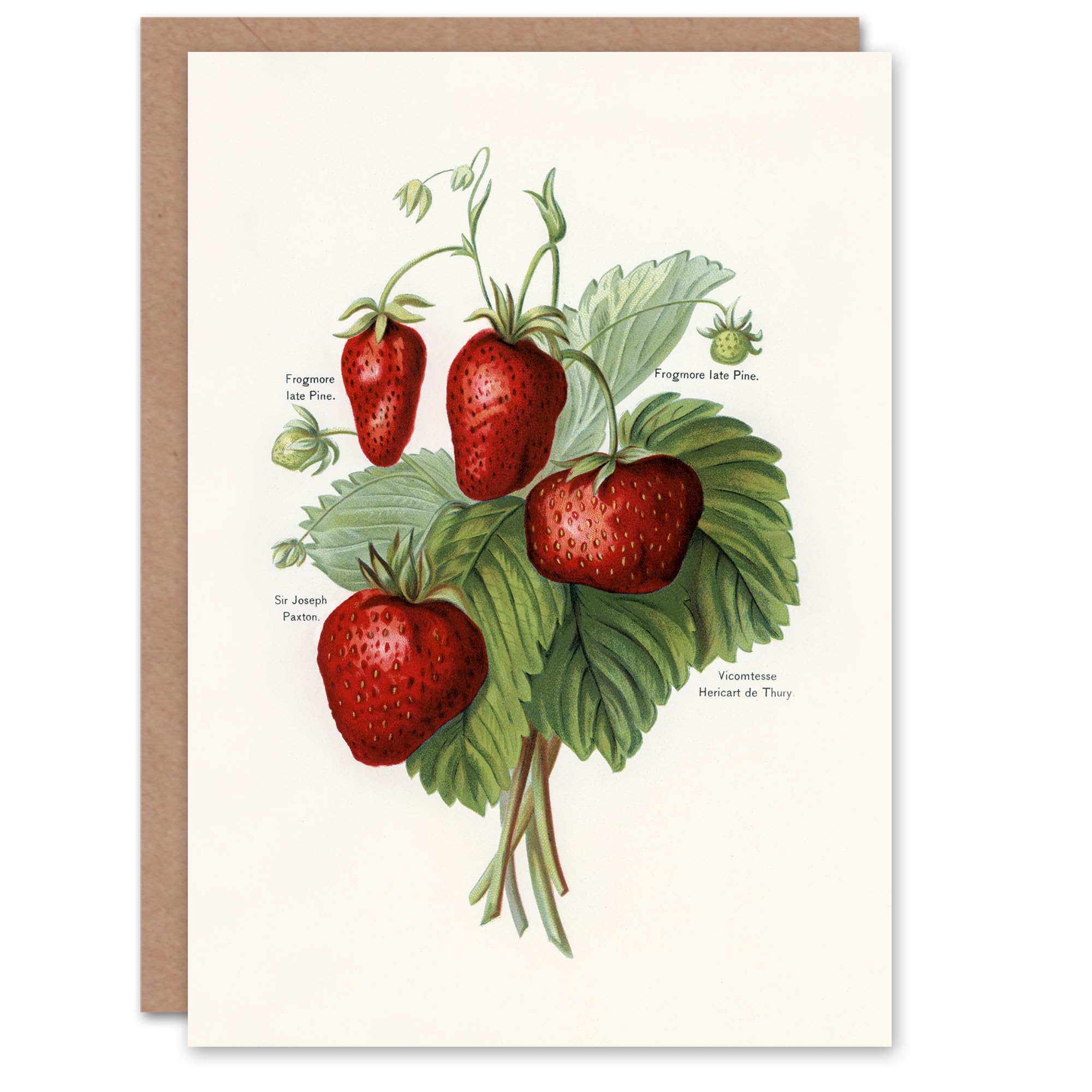 Artery8 John Wright Art Card Vintage Fruit Illustration of Strawberries