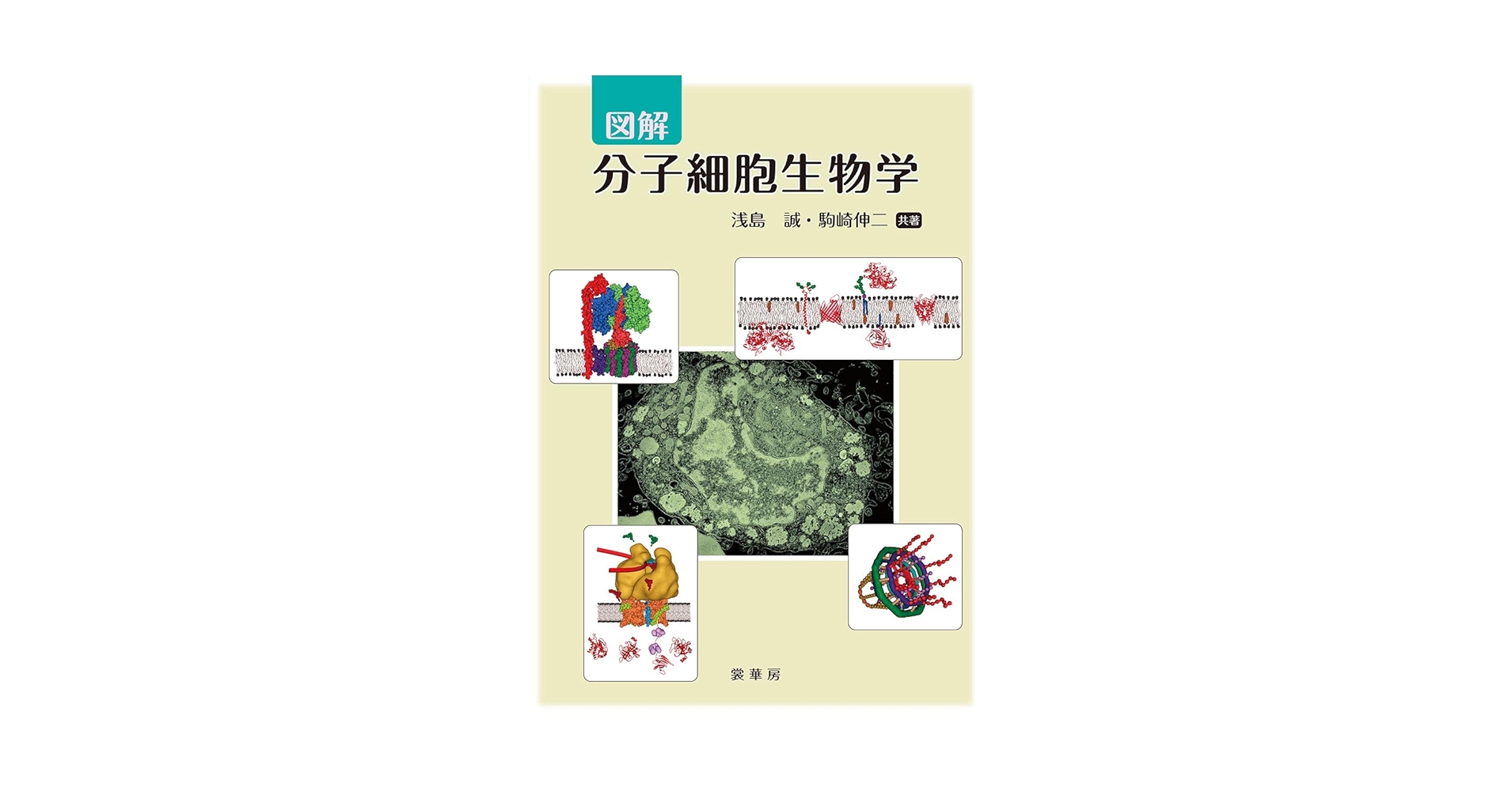 分子細胞生物学 上　下 分子細胞生物学 （第2版）｜朝倉書店