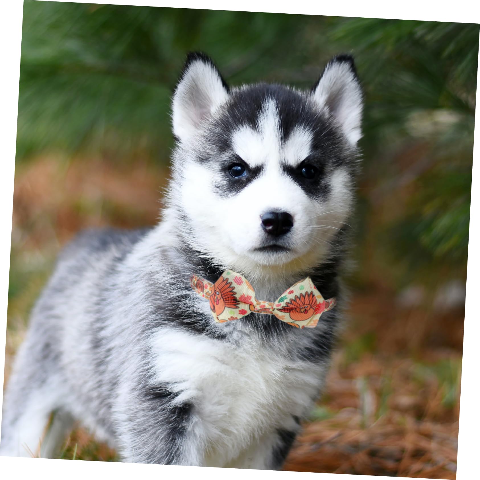 BESPORTBLE 4 Set Di Collari Per Cani E Gatti Per Il Ringraziamento Costumi Per Animali Domestici Collane Accessori Per Animali Domestici Per Feste 32 Cm Vivaci 2 Pezzi * 4