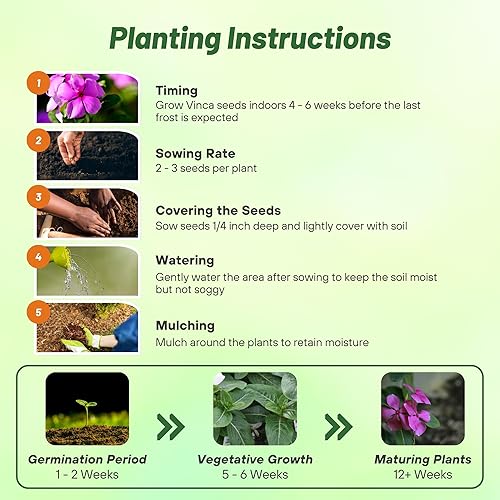 Miniatura 4 de Outsidepride Cobra Purple - Semillas de bígaro para plantar, 25 unidades, anuales, de floración rápida, tolerantes al calor y a la sequía con