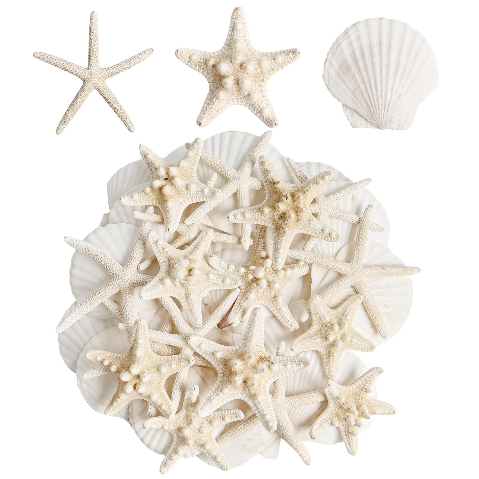 HAPYSHOOP 16 Pieces Starfish and Scallop Shells - vase fillers | Mubboo