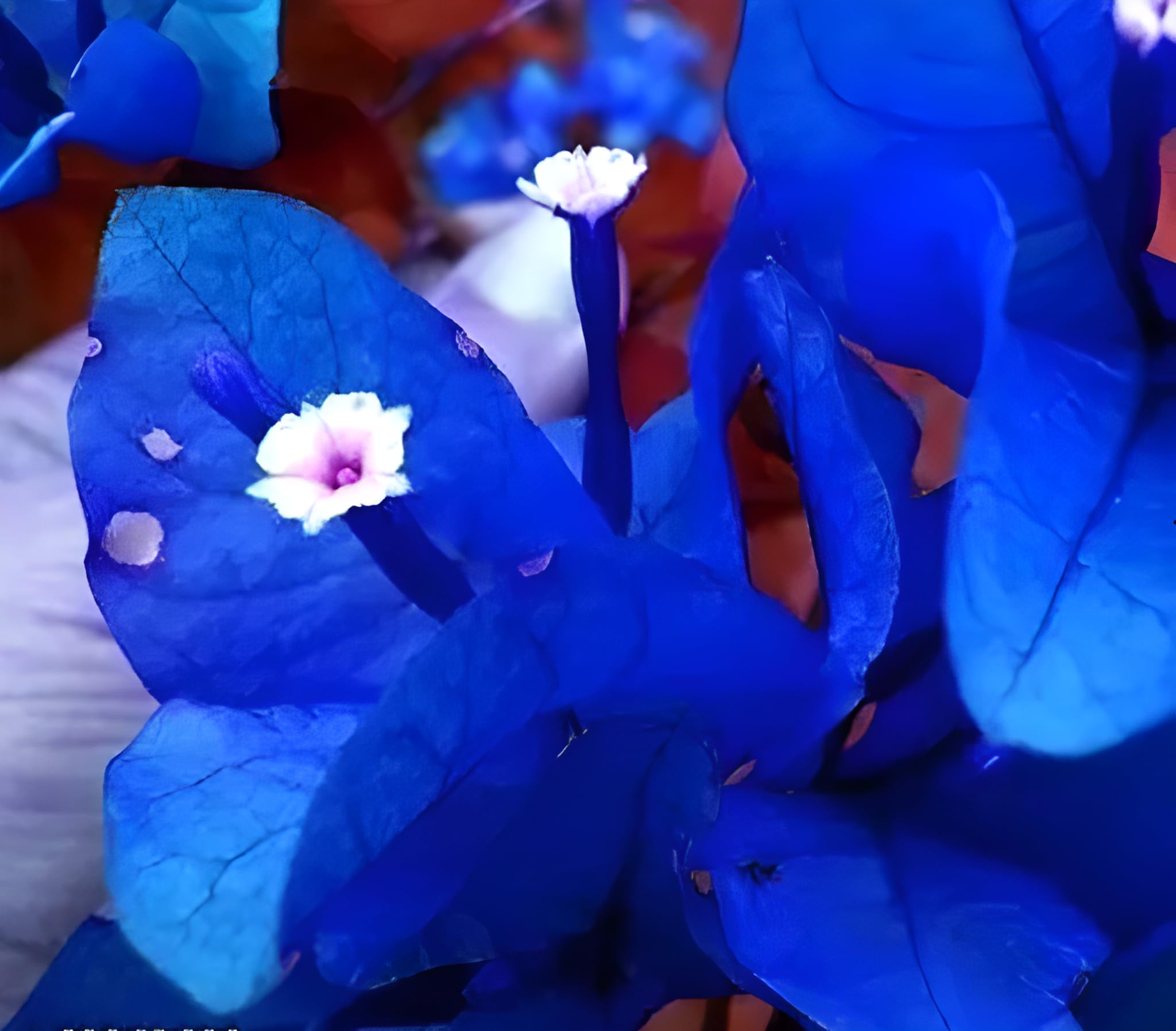 See full amazon price history chart for SEEDERRA Vibe Blue Bougainvillea Live Plant - Stunning Bougainvillea Garden Plant for Sale - Outdoor Vine Plant with Vibrant Tropical Flowers SEEDERRA Vibe Blue Bougainvillea Live Plant - Stunning Bougainvillea Garden Plant for Sale - Outdoor Vine Plant with Vibrant Tropical Flowers (B0CZJ3TC33) Amazon Price History, Amazon Price Tracker