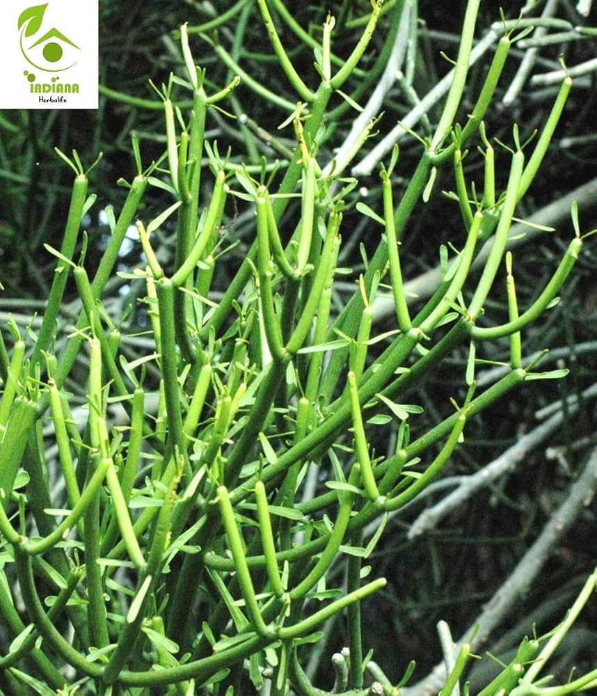 Qizlar anus videosini korsatadilar Yalangoch etuk ayollarning shaxsiy porno fotosuratlari