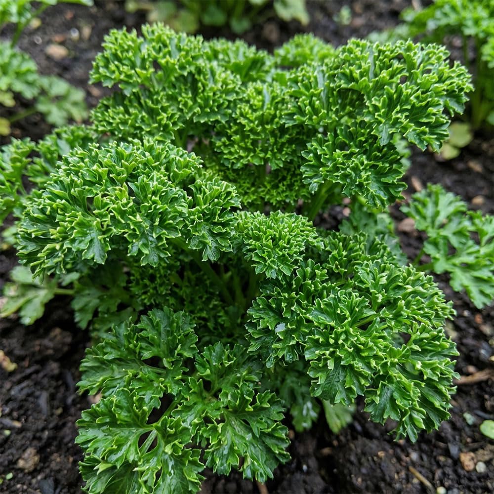 Parsley Extra Triple Curled Seeds – Curled Leaf Seeds – Aromatic Culinary Herb – Suitable for Indoor & Outdoor Growing – All Year Cropping
