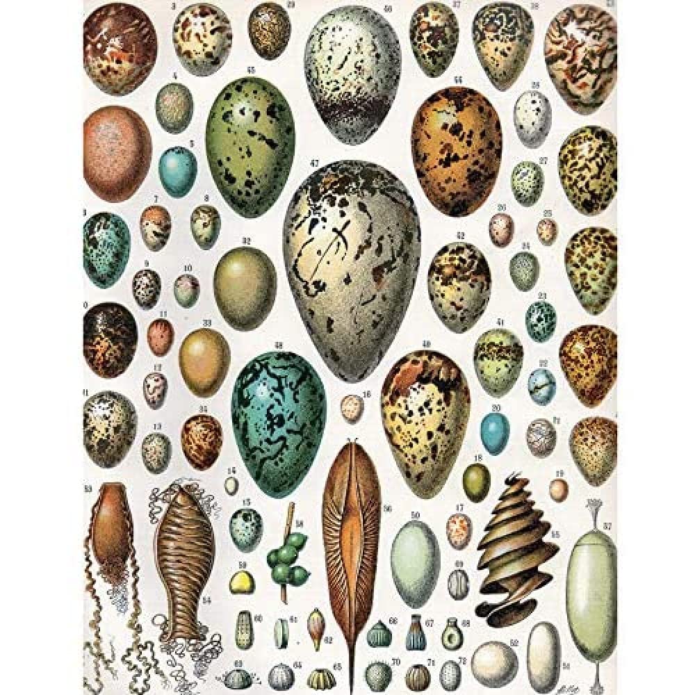 Artery8 Millot Encyclopedia Page Variety Eggs Ova Unframed Wall Art Print Poster Home Decor Premium