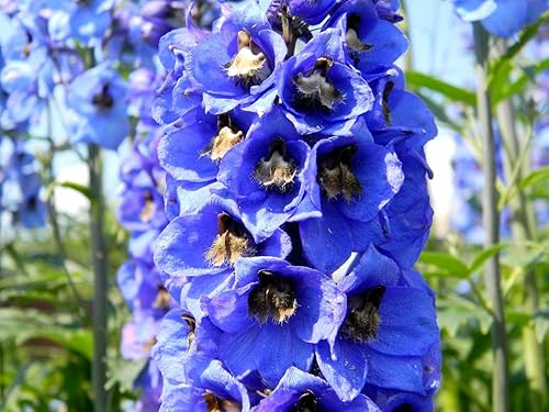 Miniatura 4 de Sky Blue Delphinium Tall Seeds Aproximadamente 30 Semillas 6Lx3W