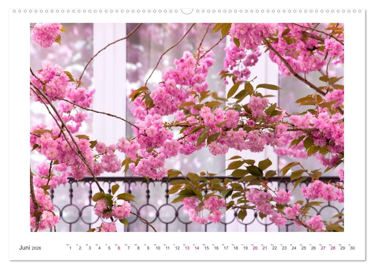 Japanische Kirschblüte in Bonn (hochwertiger Premium Wandkalender 2026 DIN A2 quer), Kunstdruck in Hochglanz: Die Altstadt erstrahlt in Pink und Rosa (CALVENDO Orte)