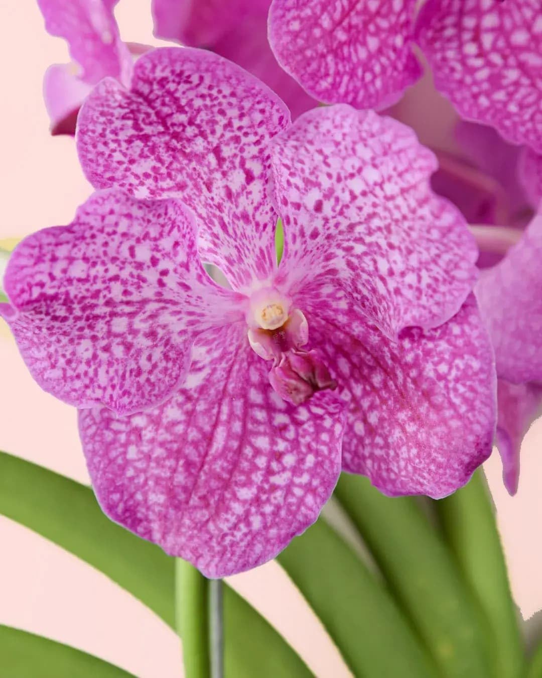 PUR PLANT Orquídea Vanda Mix | Orquídea Natural de Interior | Planta Exótica con Flor | 21 × 60 cm