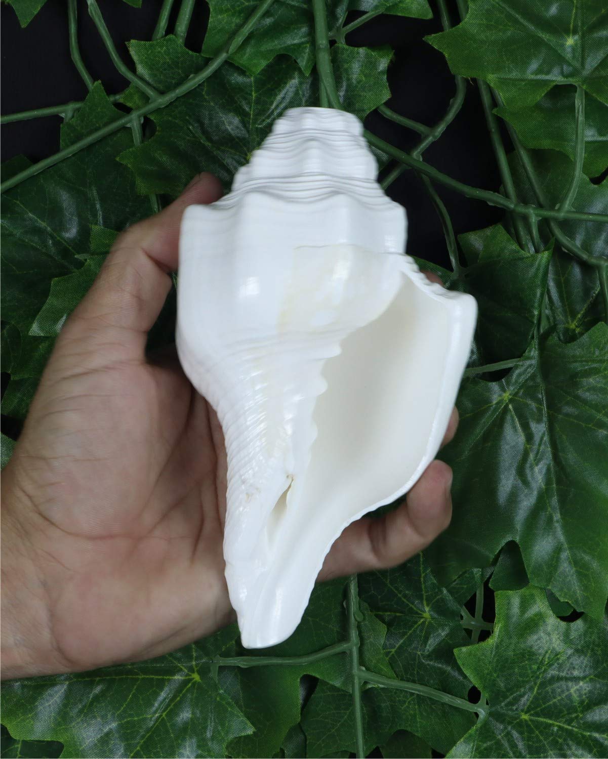 ASHIRWAD Blowing Shankh Vamavarti Dattatreya - Conch Shell - Puja Ritual - Shankhnaad (Shankh-10)