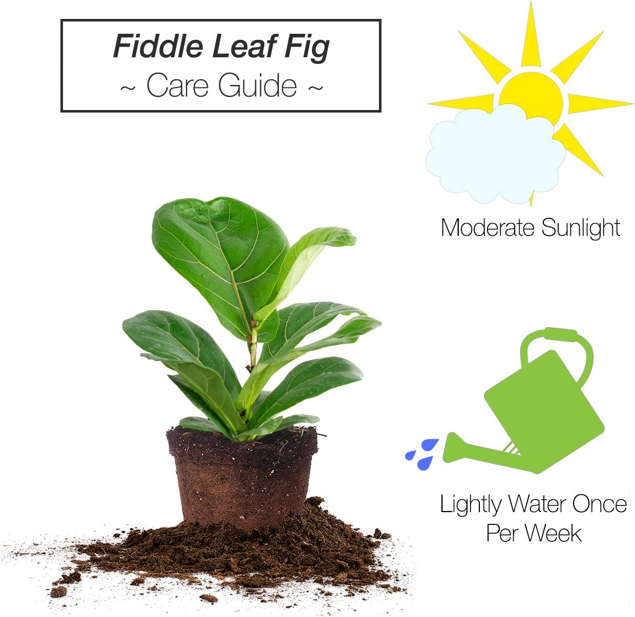 PERFECT PLANTS Fiddle Leaf Fig | Ficus Lyrata Perfect for Medium to Bright Sunlight, 6 in. Grower's Pot, Natural Air Purifier