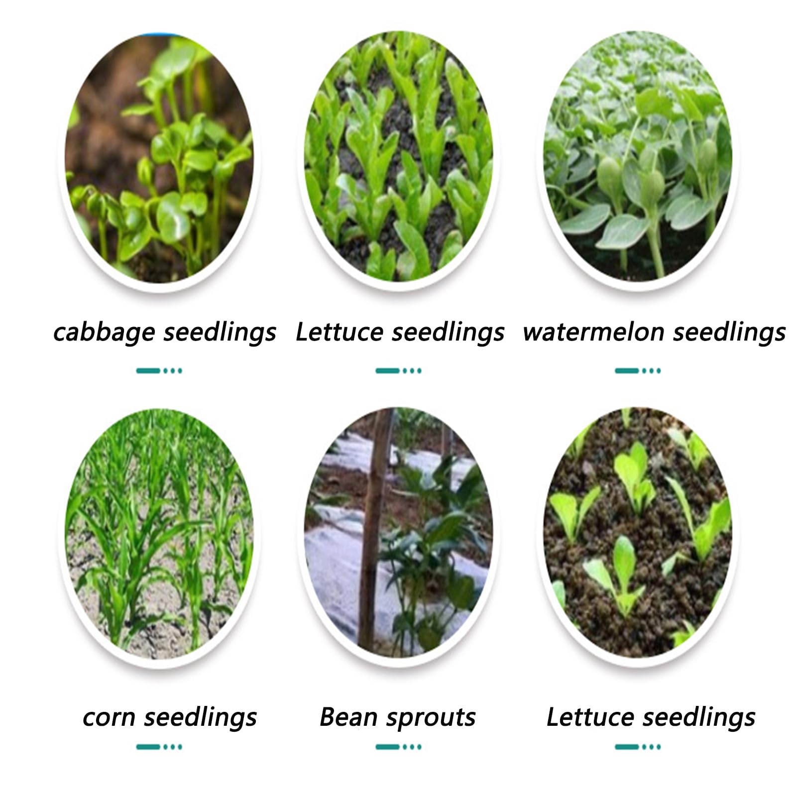 Seminatrice Manuale,Attrezzi da Giardino Trapiantatrice Ortaggi,Spargitore,Ferro Zincato,Manico Singolo,per Semina,fertilizzare 3 Aperture