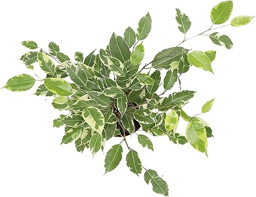 Miniatura 2 de Ficus Benjamina Abigarrado - Maceta de 6"