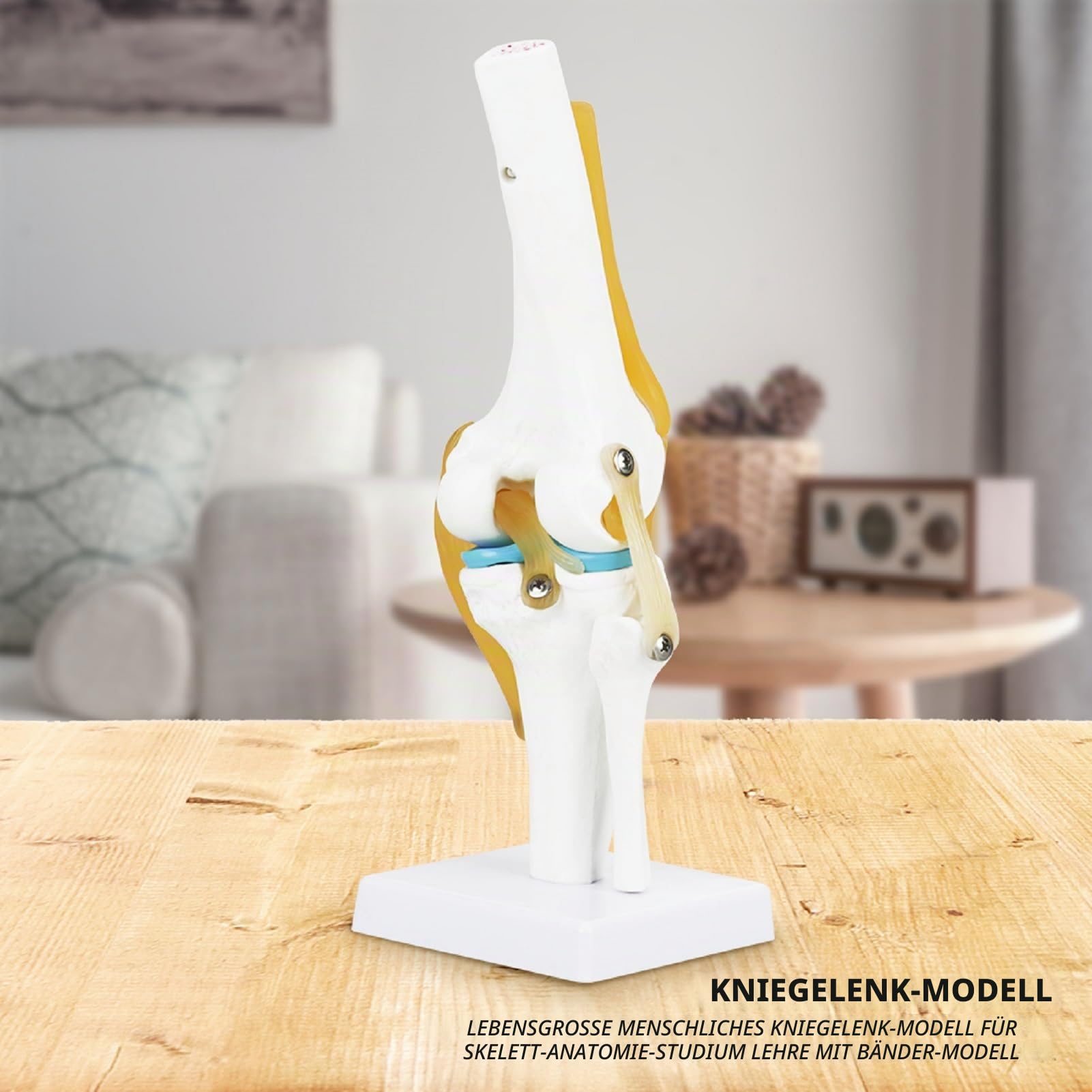 Anatomie Modell Kniegelenk, Skelett Lebensgroß Kniegelenkmodell Menschliches mit Ligamen, 3D Orthopädische Knie Modell für Medizinisches Lehren, Klinik-Demonstration, Lern- und Bildungsanzeigetools