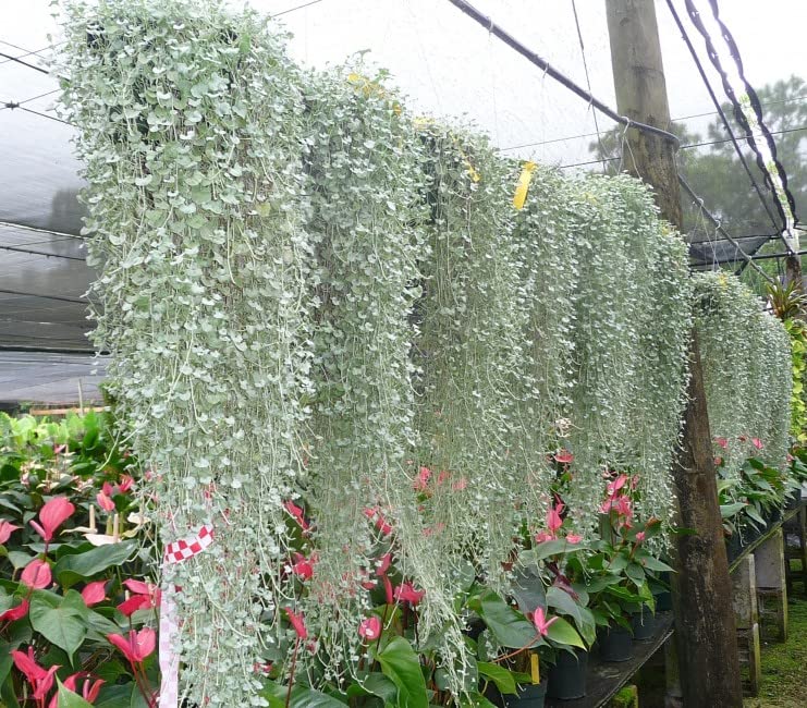 Silver Falls Dichondra by CZ Grain
