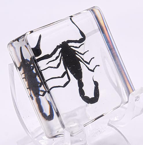 Miniatura 5 de Escorpión negro real de 1.496 in en resina de lucita cristalina, muestra preservada de animales, taxidermia, colección de manualidades para