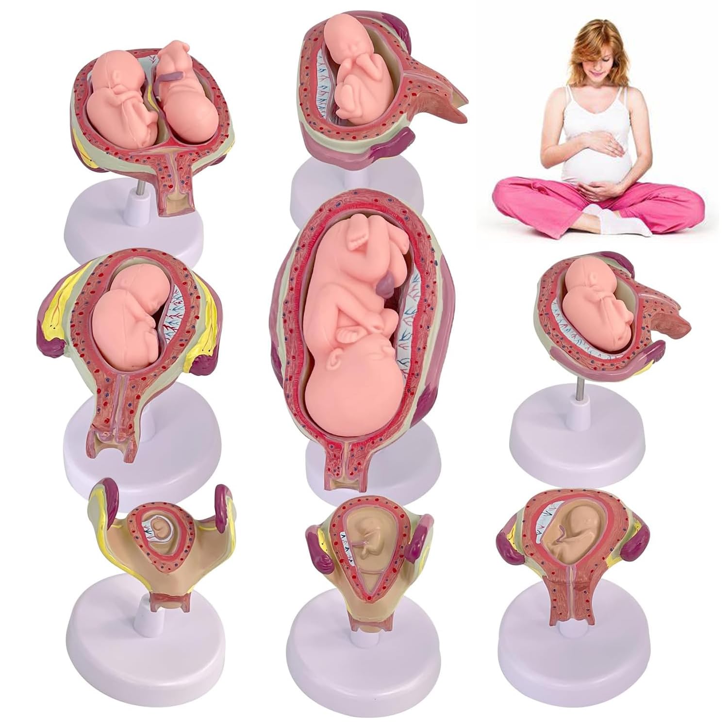 Mavdecll Embryonic Development Model Set, 8 Pcs Removable Pregnancy Anatomy Model, January-July Fetal Proces Embryo Model, Obstetrics Teaching Tools, for Medical Education