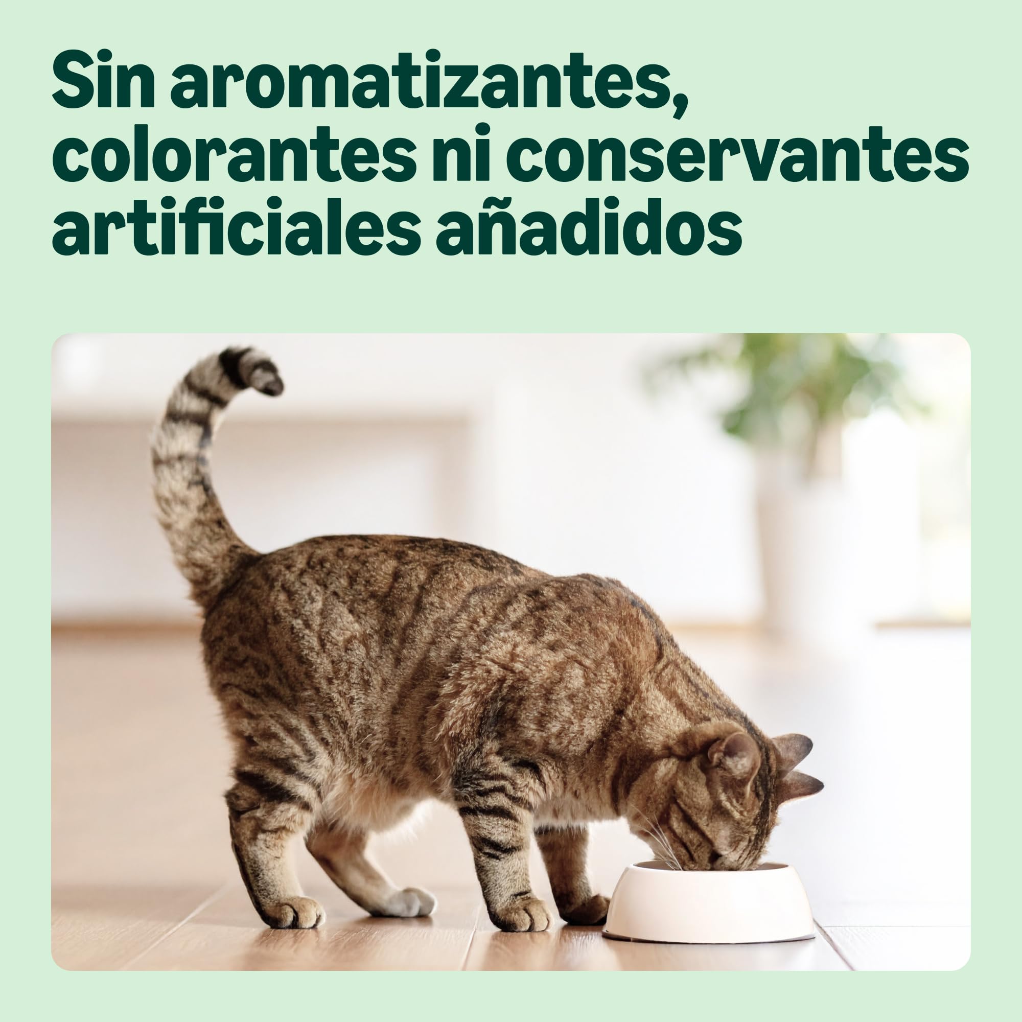 by Amazon - Alimento seco completo para gatos adultos con pollo, pavo y verduras, 1 Pack de 3 kg