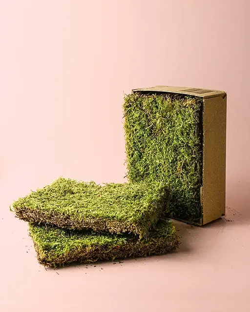 Musgo Natural Vivo y Seco para Terrario | Pur Plant | Categoría Musgo