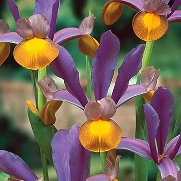 Votaniki Iris Hollandica Frans Hals - Stunning Dutch Iris with Bold Yellow and Purple | Spring & Summer Flowers for Any Garden - Dutch Iris Bulbs, Easy to Grow Hardy Perennials (6 Pack)
