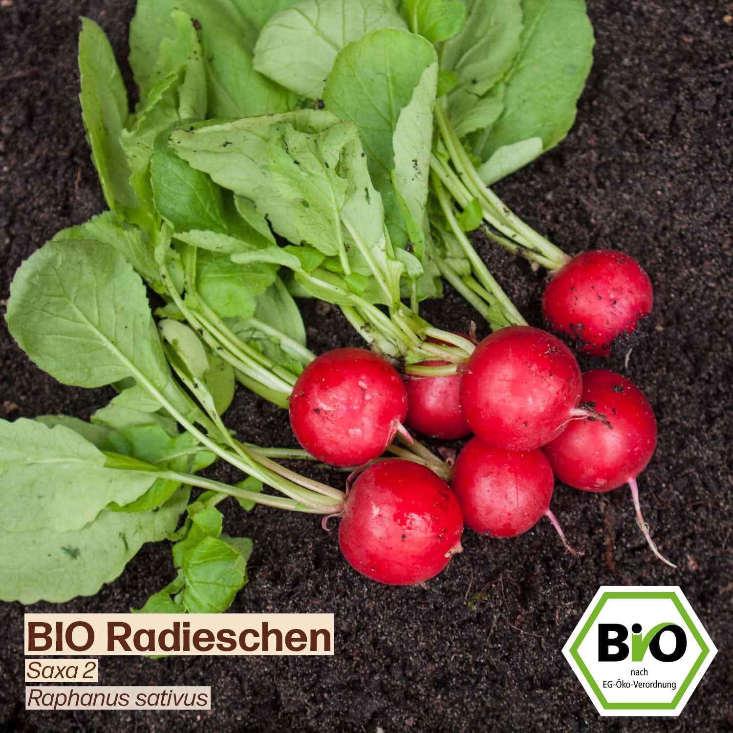 Produktbild von Kiepenkerl Radieschensamen Flamboyant 2, Milde Spezialität