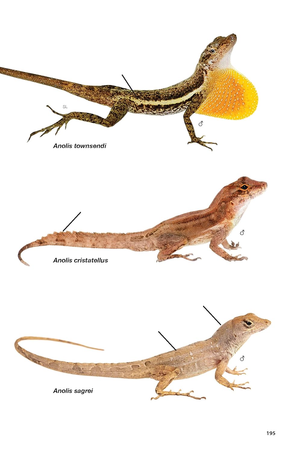 Pocket Guide to the Amphibians and Reptiles of Costa Rica (Zona Tropical Publications / Hellbender)