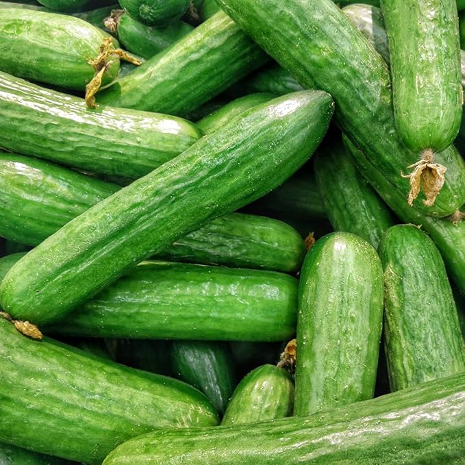 100pcs Netherlands mini cucumber seeds, mini cucumbers, crisp taste