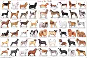 90s vintage 犬の系統図　ポスター　the dog 当時物　動物 Amazon｜犬の系統図 A1サイズ The generation of dogs｜アート