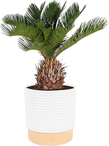 Miniatura 15 de Costa Farms - Palma natural de salón, Neanthe Bella, para interiores