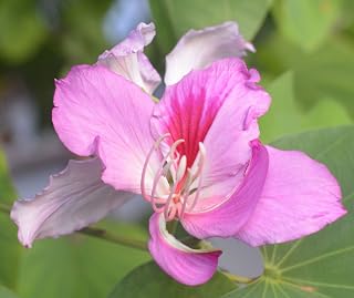 Bauhinia monandra Pink Orchid Tree Seeds