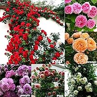 100 Climbing Rose Seeds Mix - Fragrant Rosa Vine Climber for Butterflies, 6-13ft Hardy Zones 2-11