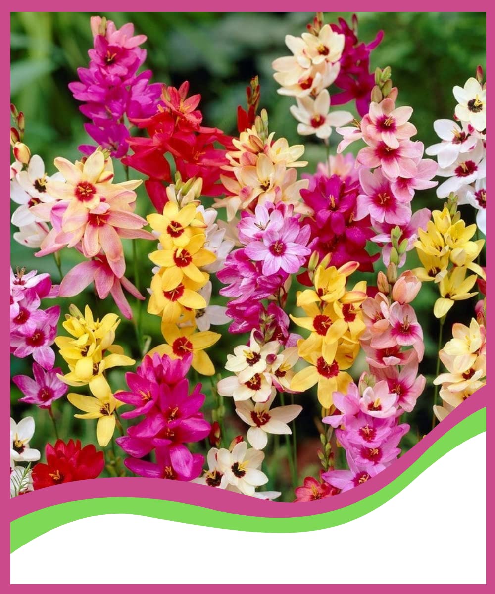 ANDHAGNAI GREENS Cornflower/Ixia Winter Season Flower Bulbs (Pack Of 5 Bulbs) (B0B67118PP) Amazon Price History, Amazon Price Tracker
