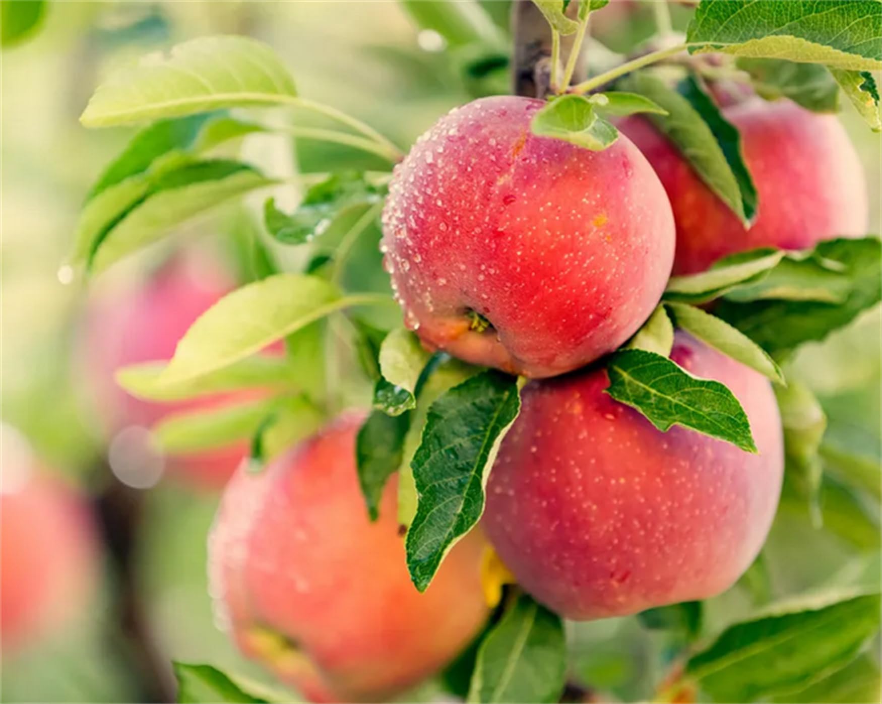 Amazon.com : Garden Plant Seeds Fruit Tree Seeds 30+ Seeds