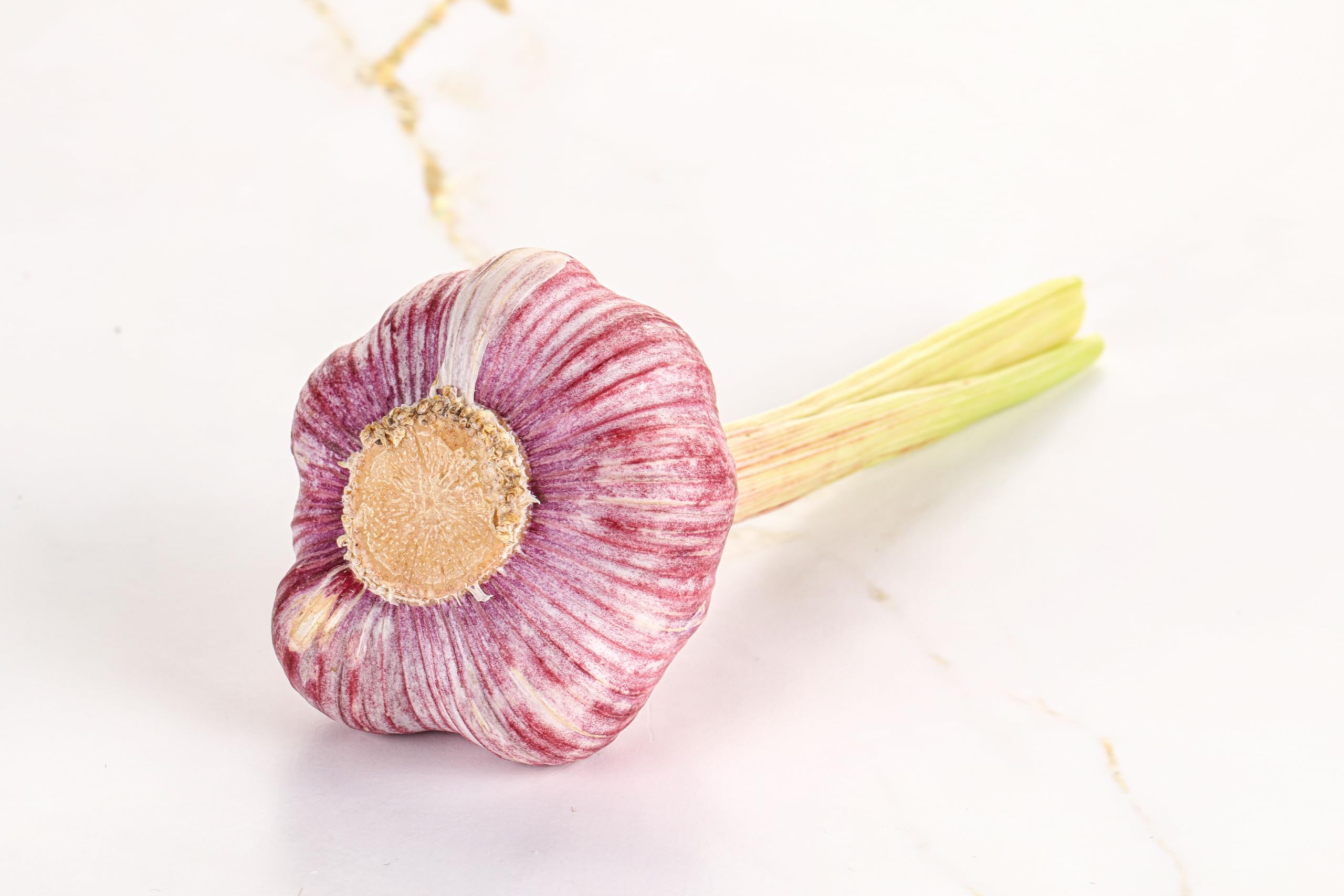 Organic Fresh Purple Garlic by RawJoy Farms
