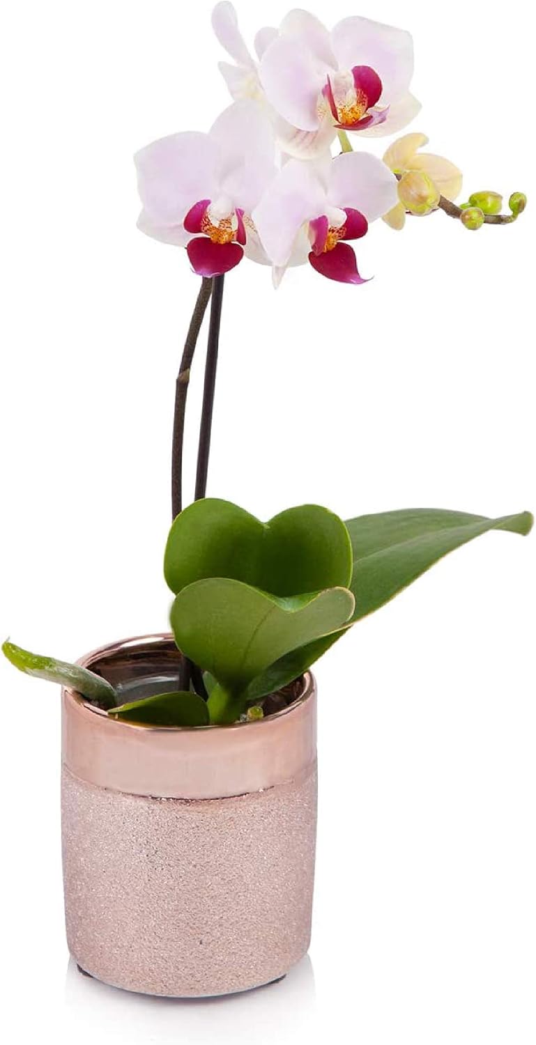 Just Add Ice Mini Orchid Plant, 2.5” Diameter, Pink in Rose Gold Pot – Easy Care Live Plants for Home Décor, Gifts for Her and Much More