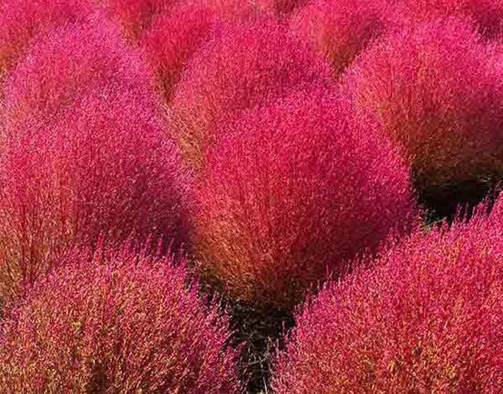 AllThatGrows Kochia Burning Bush Red Grass Flower Seeds - 250 Seeds (B07YNK2B45) Amazon Price History, Amazon Price Tracker